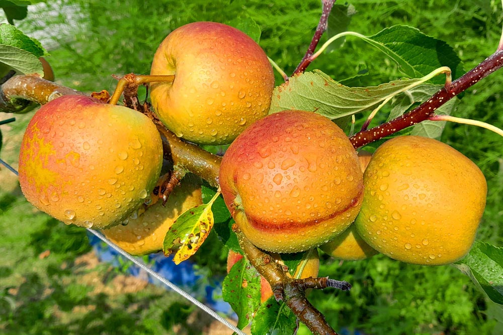 Apples ripening at the allotment.