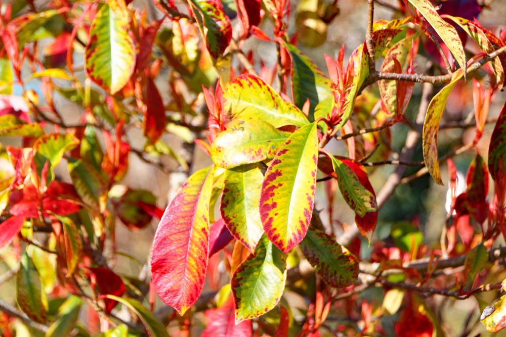 Autumn leaves at the allotment.