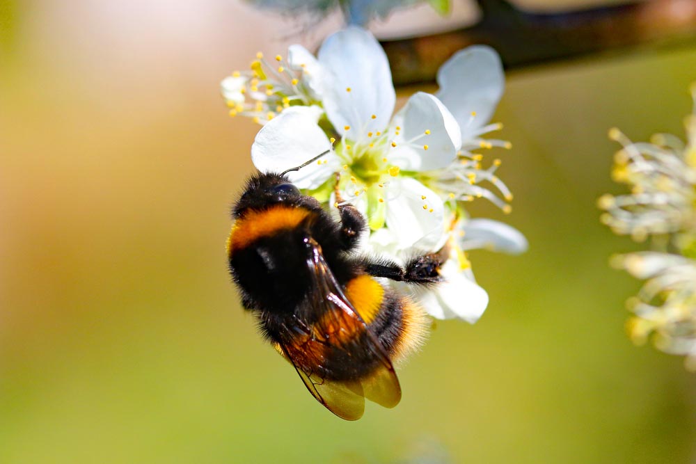 Helen Bodkin, Chair of the Eastney and Milton Allotments Committee.