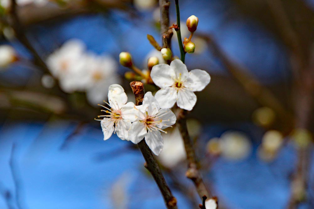 Eastney and Milton Allotment Association