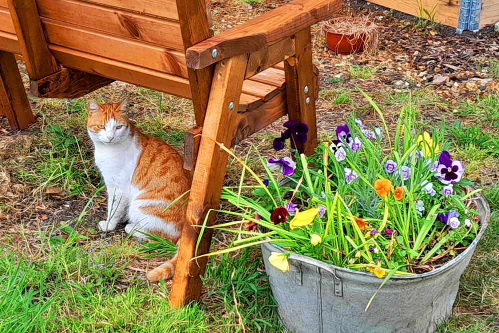 Cat at Eastney Lake allotments.