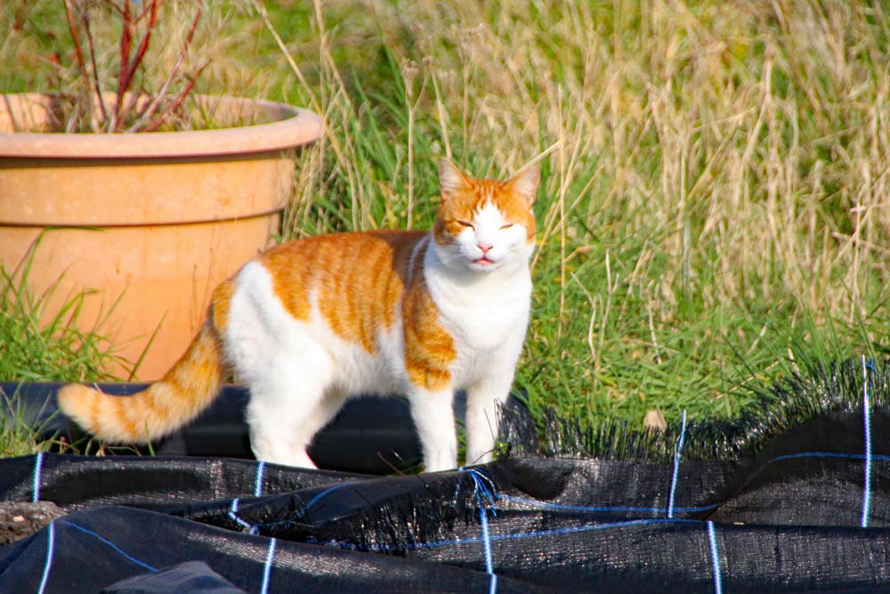 Cat at Milton Piece allotments.