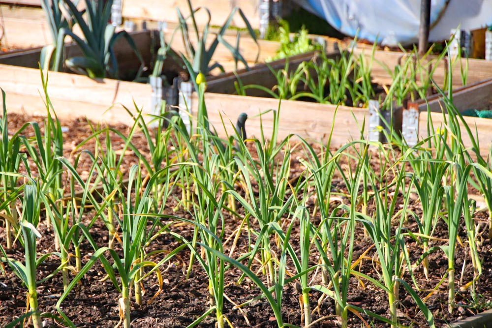 A bed of garlic growing at Hope Cottage allotments,Portsmouth.