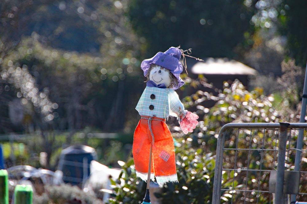 Hope Cottage allotments scarecrow.