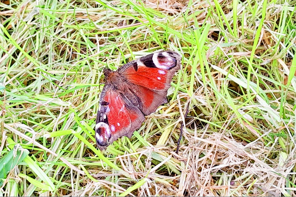 Moth in the sunshine at Milton allotments.
