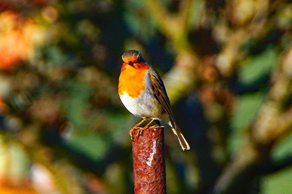 Eastney and Milton Allotment Association